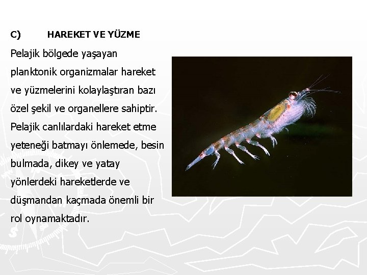 C) HAREKET VE YÜZME Pelajik bölgede yaşayan planktonik organizmalar hareket ve yüzmelerini kolaylaştıran bazı