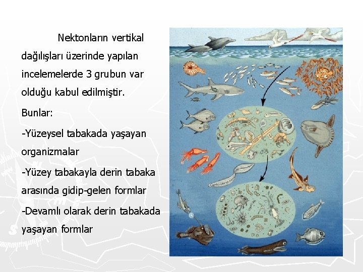 Nektonların vertikal dağılışları üzerinde yapılan incelemelerde 3 grubun var olduğu kabul edilmiştir. Bunlar: -Yüzeysel