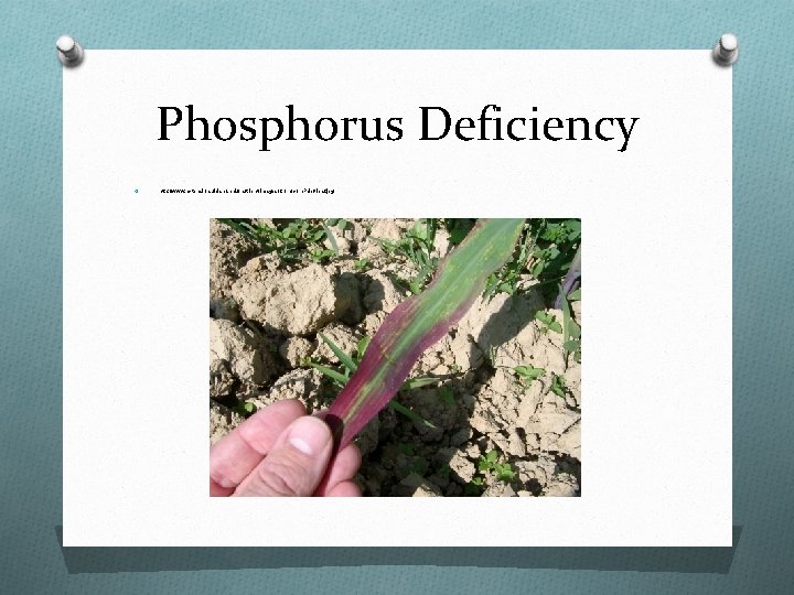 Phosphorus Deficiency O http: //www. extension. uidaho. edu/nutrient/images/Corn/corn. Pdef-leaf. jpg 