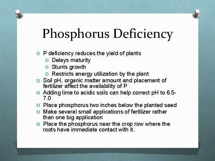 Phosphorus Deficiency O P deficiency reduces the yield of plants O Delays maturity O