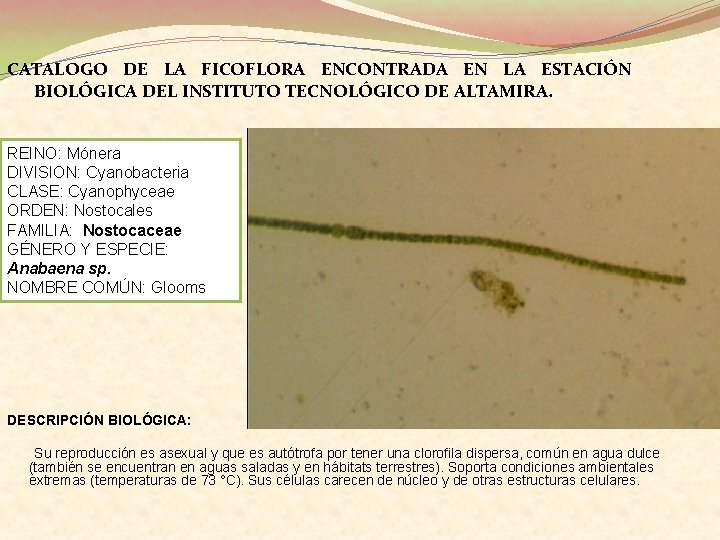 CATALOGO DE LA FICOFLORA ENCONTRADA EN LA ESTACIÓN BIOLÓGICA DEL INSTITUTO TECNOLÓGICO DE ALTAMIRA.