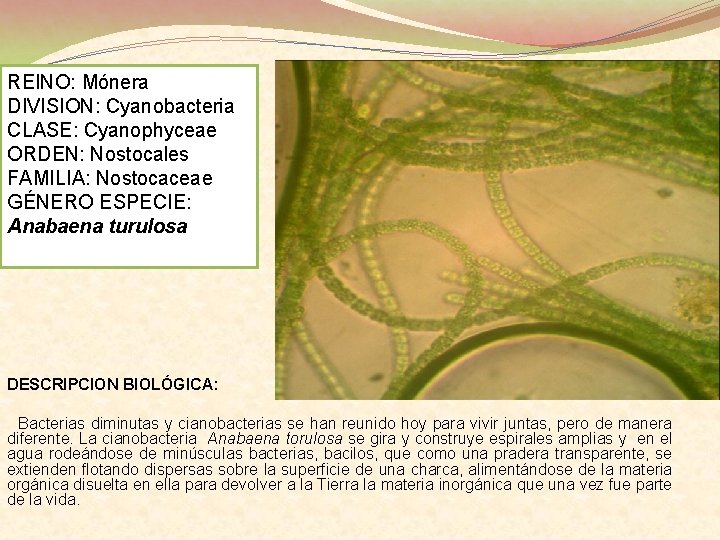 REINO: Mónera DIVISION: Cyanobacteria CLASE: Cyanophyceae ORDEN: Nostocales FAMILIA: Nostocaceae GÉNERO ESPECIE: Anabaena turulosa