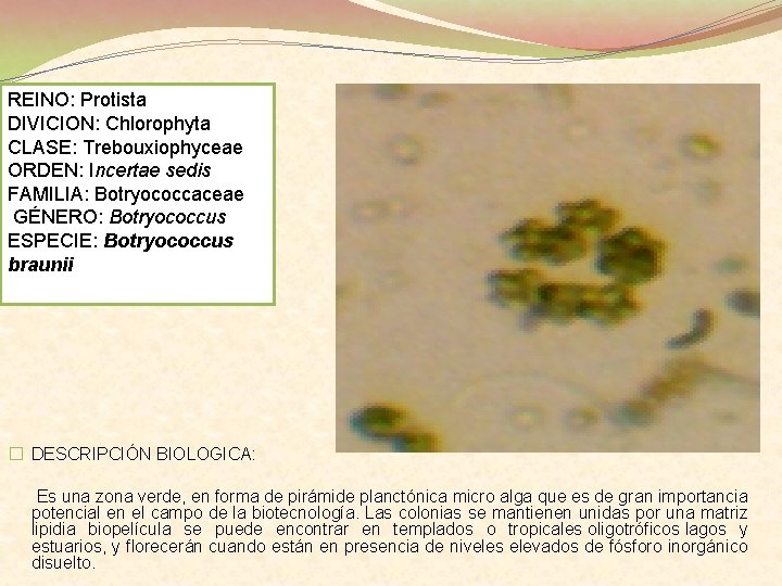 REINO: Protista DIVICION: Chlorophyta CLASE: Trebouxiophyceae ORDEN: Incertae sedis FAMILIA: Botryococcaceae GÉNERO: Botryococcus ESPECIE: