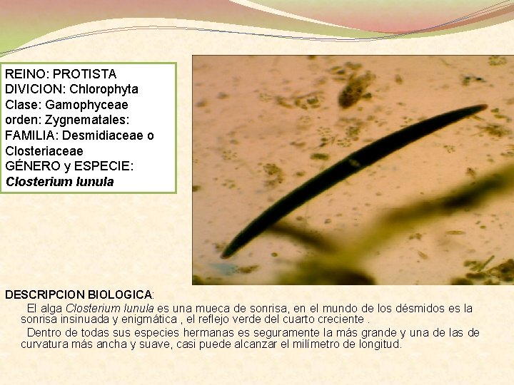 REINO: PROTISTA DIVICION: Chlorophyta Clase: Gamophyceae orden: Zygnematales: FAMILIA: Desmidiaceae o Closteriaceae GÉNERO y