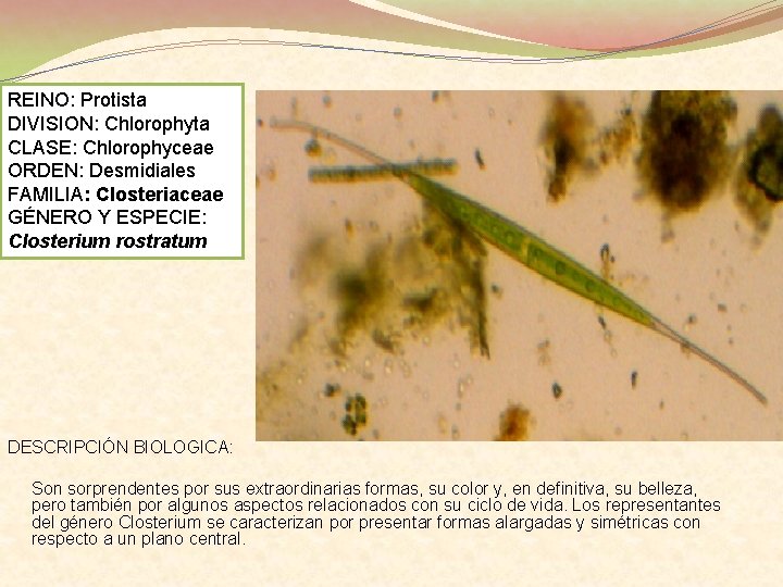 REINO: Protista DIVISION: Chlorophyta CLASE: Chlorophyceae ORDEN: Desmidiales FAMILIA: Closteriaceae GÉNERO Y ESPECIE: Closterium