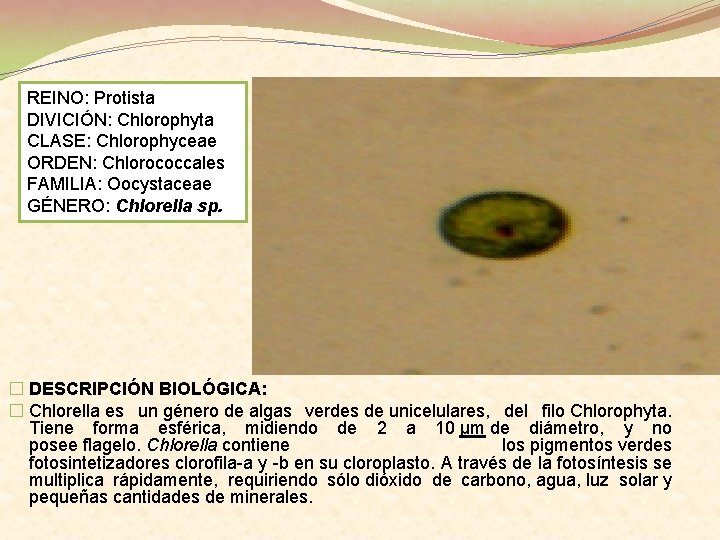 REINO: Protista DIVICIÓN: Chlorophyta CLASE: Chlorophyceae ORDEN: Chlorococcales FAMILIA: Oocystaceae GÉNERO: Chlorella sp. �