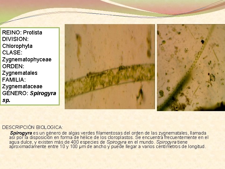 REINO: Protista DIVISION: Chlorophyta CLASE: Zygnematophyceae ORDEN: Zygnematales FAMILIA: Zygnemataceae GÉNERO: Spirogyra sp. DESCRIPCIÓN