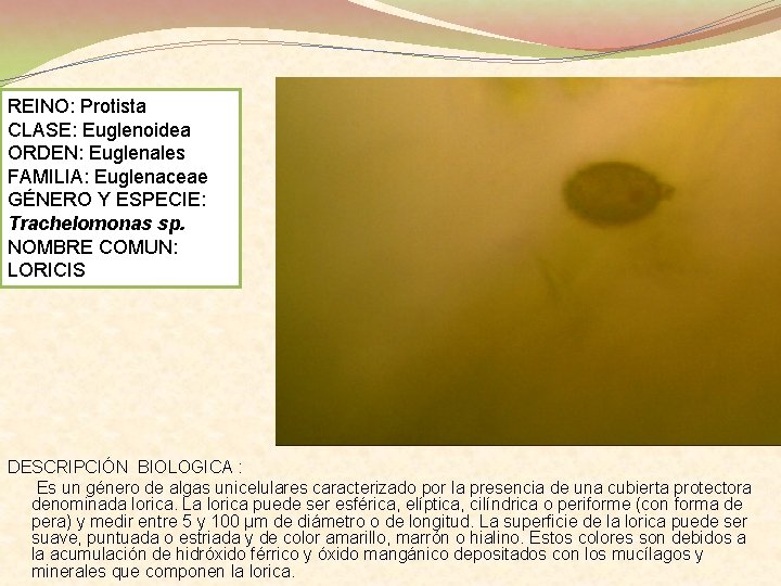 REINO: Protista CLASE: Euglenoidea ORDEN: Euglenales FAMILIA: Euglenaceae GÉNERO Y ESPECIE: Trachelomonas sp. NOMBRE