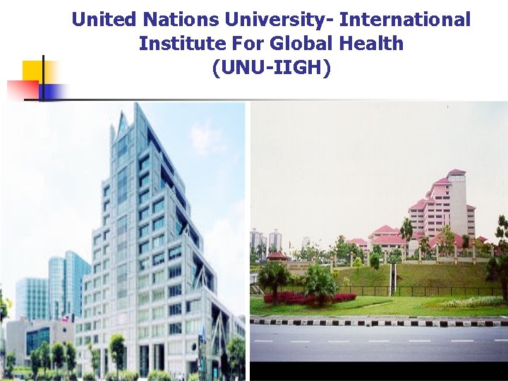 United Nations University- International Institute For Global Health (UNU-IIGH) 
