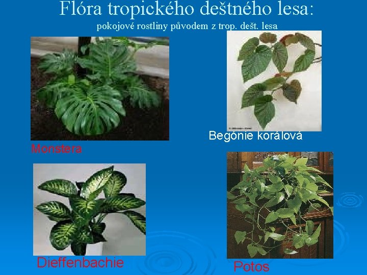 Flóra tropického deštného lesa: pokojové rostliny původem z trop. dešt. lesa Monstera Dieffenbachie Begónie