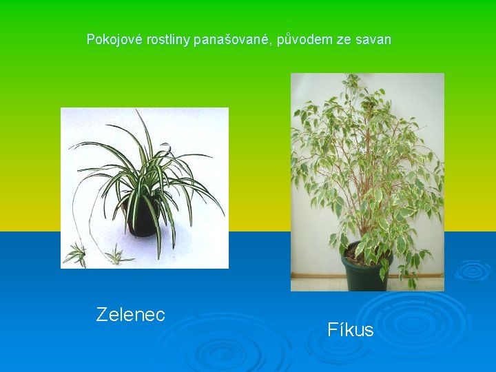 Pokojové rostliny panašované, původem ze savan Zelenec Fíkus 