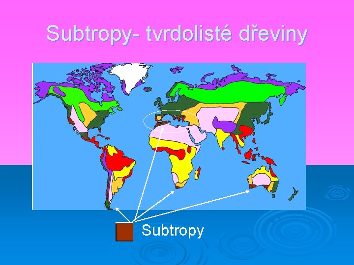 Subtropy- tvrdolisté dřeviny Subtropy 