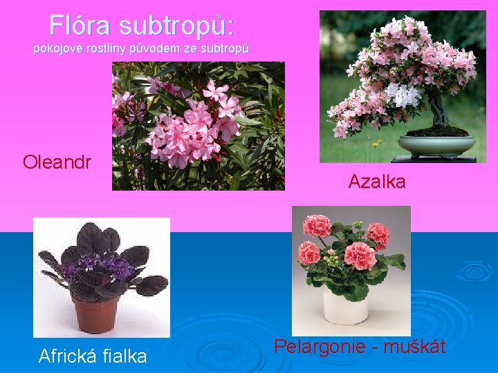 Flóra subtropů: pokojové rostliny původem ze subtropů Oleandr Africká fialka Azalka Pelargonie - muškát