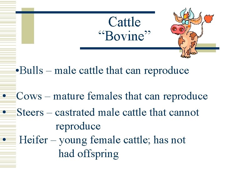 Cattle “Bovine” • Bulls – male cattle that can reproduce • Cows – mature