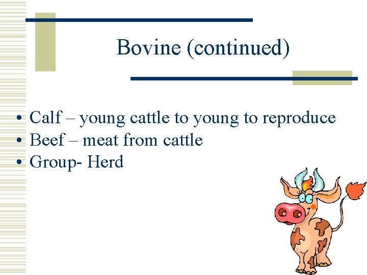 Bovine (continued) • Calf – young cattle to young to reproduce • Beef –