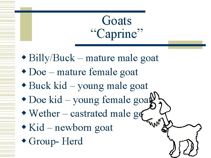 Goats “Caprine” w Billy/Buck – mature male goat w Doe – mature female goat