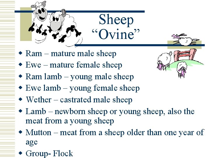 Sheep “Ovine” w w w Ram – mature male sheep Ewe – mature female