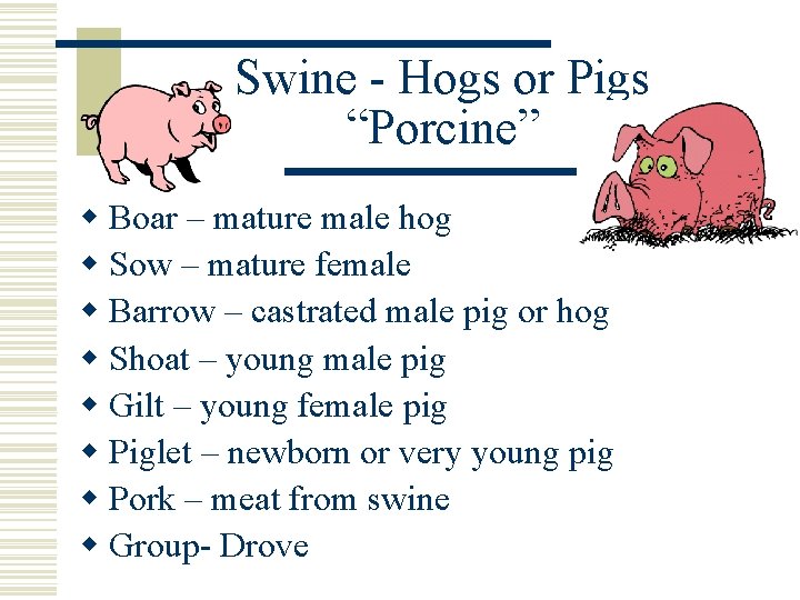 Swine - Hogs or Pigs “Porcine” w Boar – mature male hog w Sow