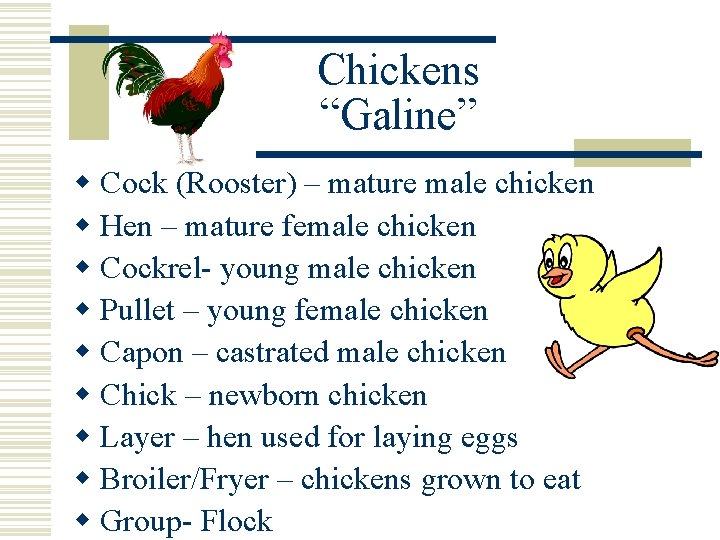 Chickens “Galine” w Cock (Rooster) – mature male chicken w Hen – mature female
