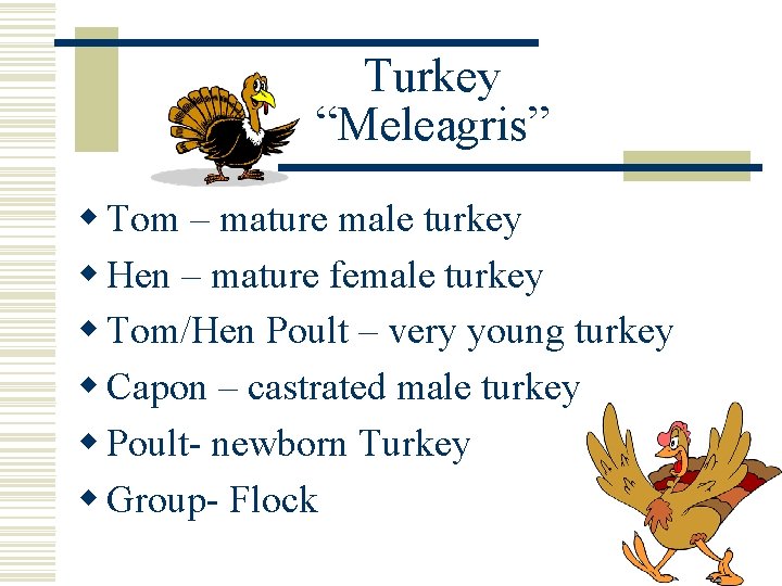 Turkey “Meleagris” w Tom – mature male turkey w Hen – mature female turkey