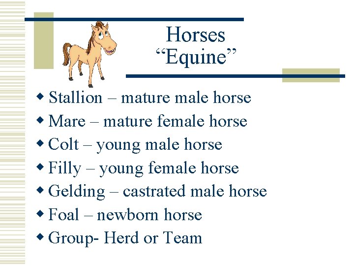 Horses “Equine” w Stallion – mature male horse w Mare – mature female horse