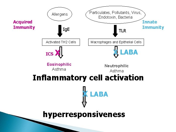 Allergens Acquired Immunity Particulates, Pollutants, Virus, Endotoxin, Bacteria Ig. E Activated TH 2 Cells