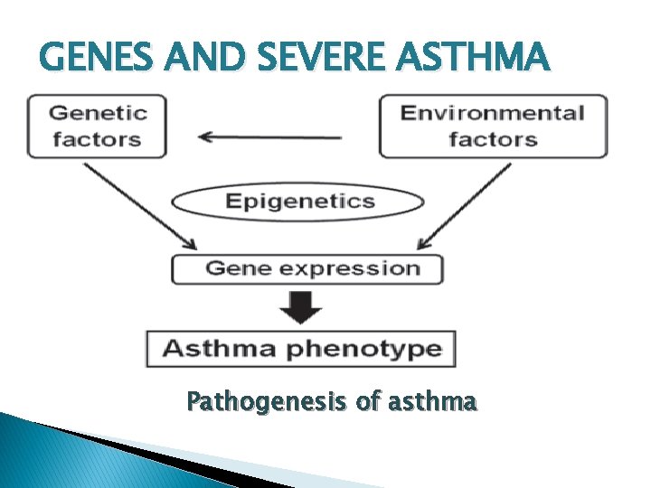 GENES AND SEVERE ASTHMA Pathogenesis of asthma 