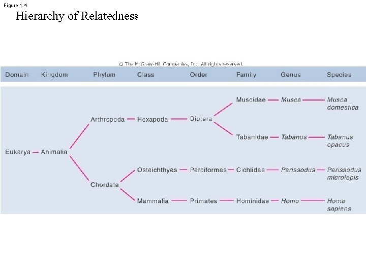 Figure 1. 4 Hierarchy of Relatedness 