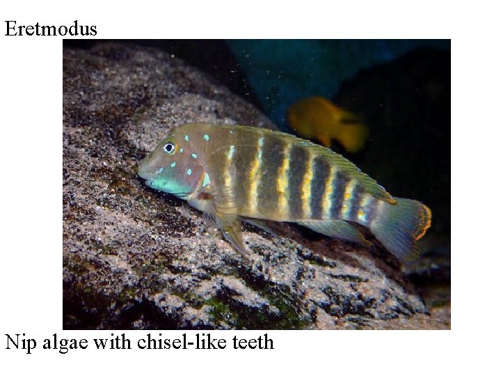 Eretmodus Nip algae with chisel-like teeth 