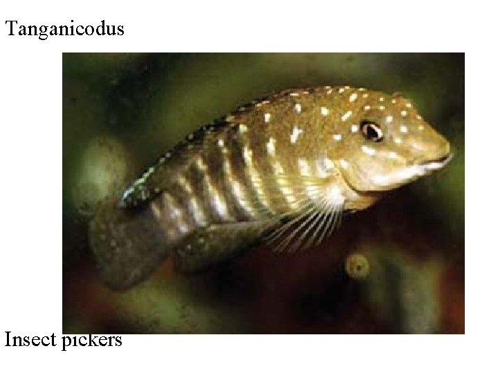 Tanganicodus Insect pickers 