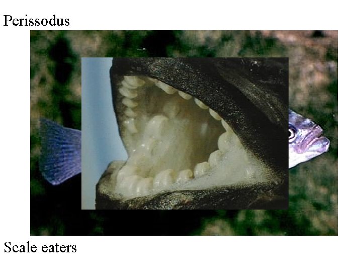Perissodus Scale eaters 