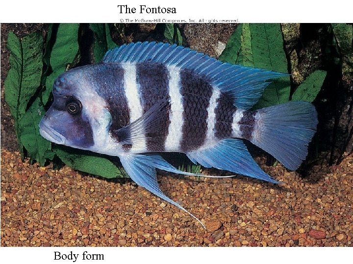 The Fontosa Body form 