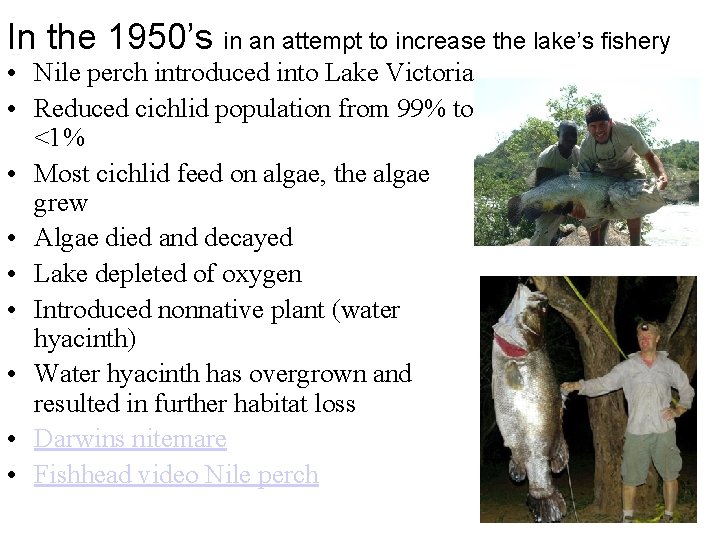 In the 1950’s in an attempt to increase the lake’s fishery • Nile perch