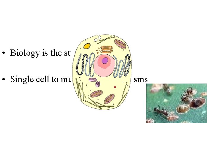  • Biology is the study of Life • Single cell to multicellular organisms