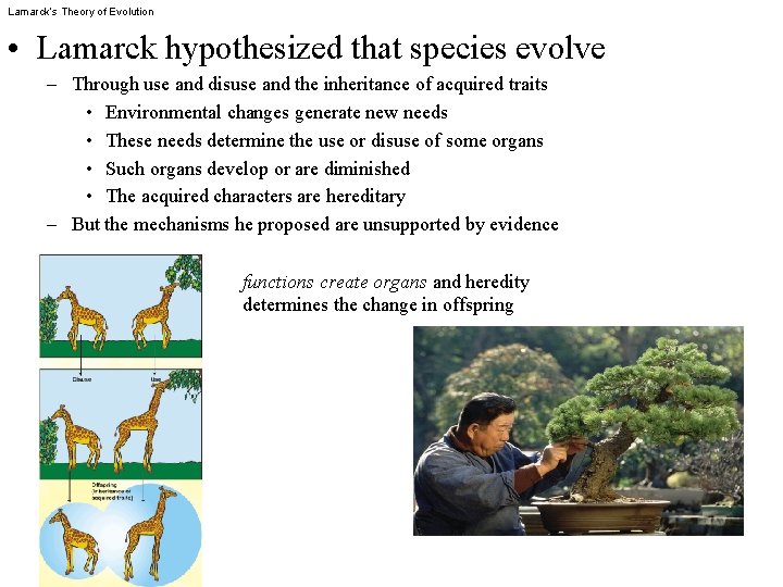 Lamarck’s Theory of Evolution • Lamarck hypothesized that species evolve – Through use and