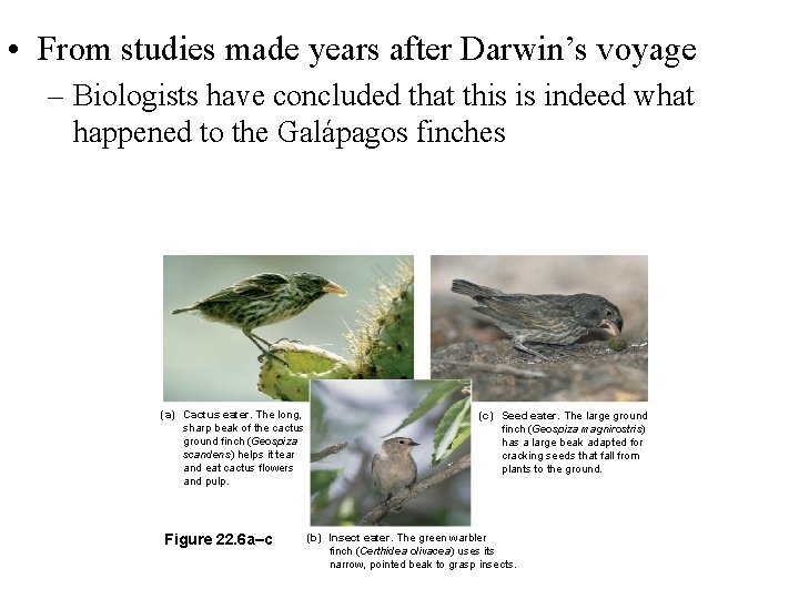  • From studies made years after Darwin’s voyage – Biologists have concluded that