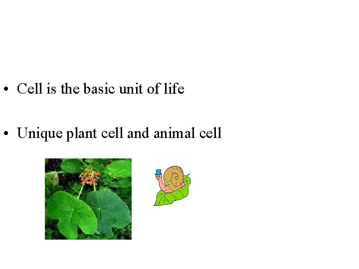  • Cell is the basic unit of life • Unique plant cell and