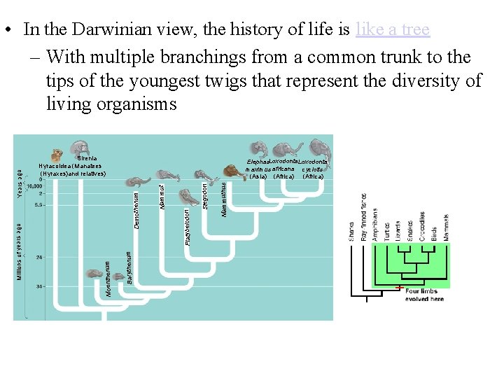 Sirenia Hyracoidea (Manatees (Hyraxes)and relatives) Mammuthus Stegodon Platybelodon Mammut Deinotherium Elephas. Loxodonta maximus africana