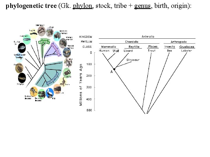 phylogenetic tree (Gk. phylon, stock, tribe + genus, birth, origin): 