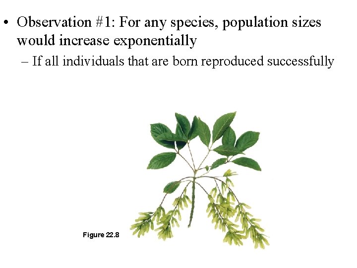  • Observation #1: For any species, population sizes would increase exponentially – If
