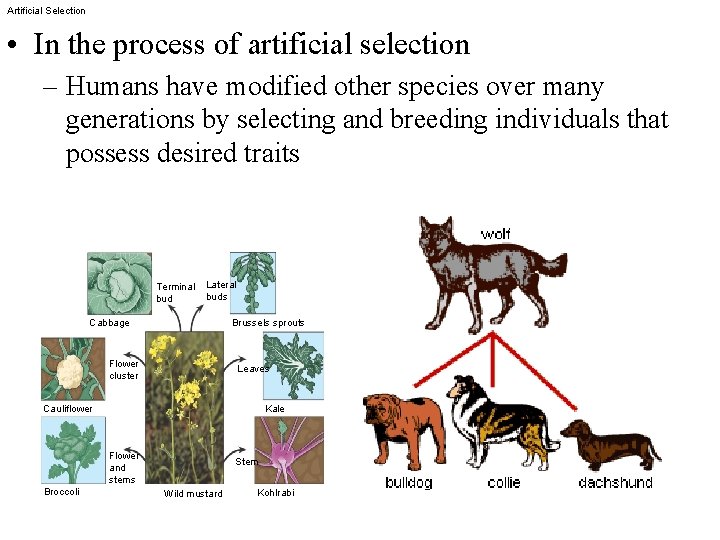 Artificial Selection • In the process of artificial selection – Humans have modified other