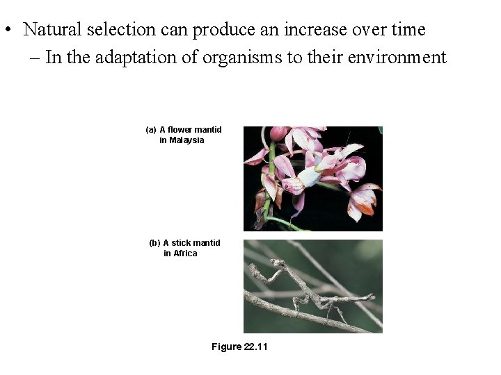  • Natural selection can produce an increase over time – In the adaptation