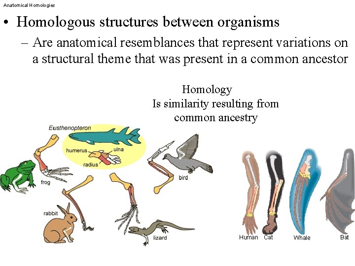 Anatomical Homologies • Homologous structures between organisms – Are anatomical resemblances that represent variations