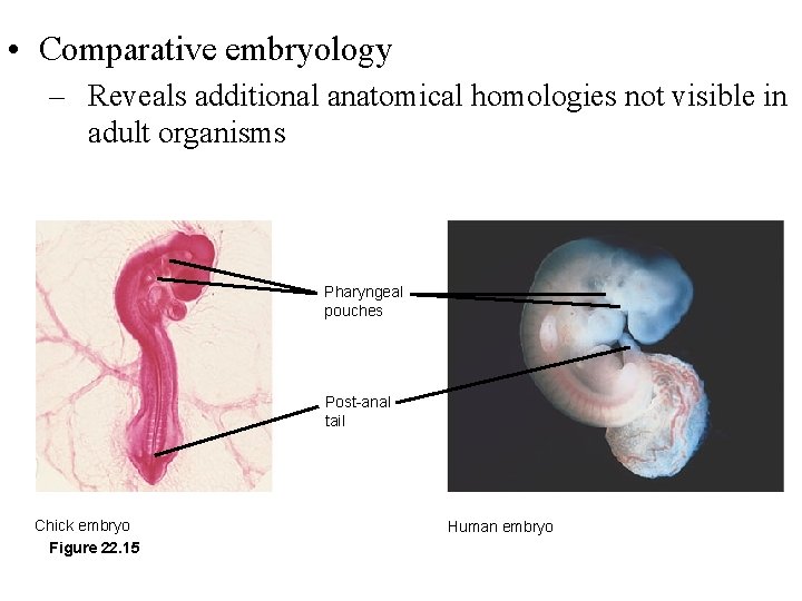  • Comparative embryology – Reveals additional anatomical homologies not visible in adult organisms