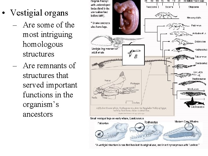  • Vestigial organs – Are some of the most intriguing homologous structures –