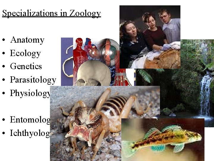 Specializations in Zoology • • • Anatomy Ecology Genetics Parasitology Physiology • Entomology •