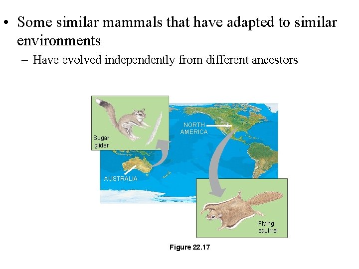  • Some similar mammals that have adapted to similar environments – Have evolved