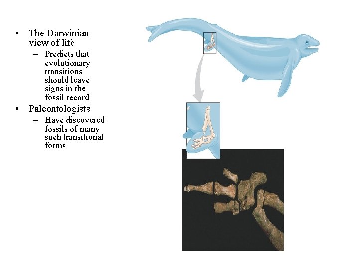  • The Darwinian view of life – Predicts that evolutionary transitions should leave