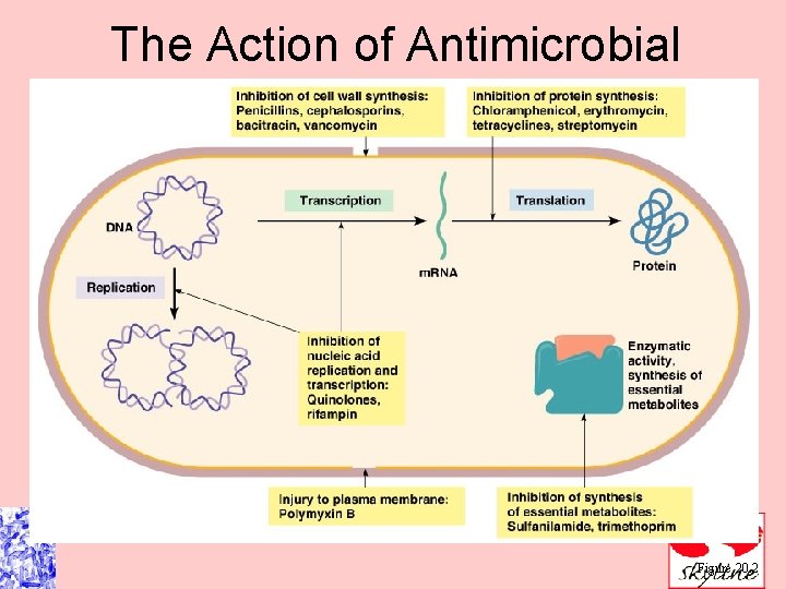 The Action of Antimicrobial Drugs Figure 20. 2 