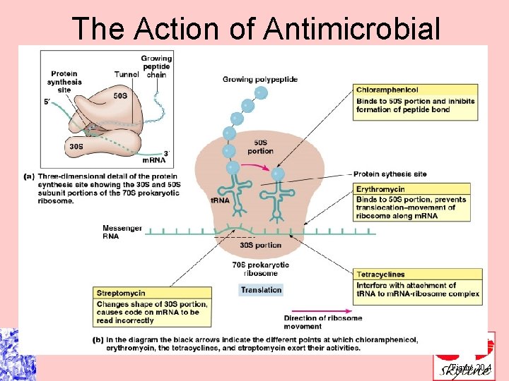 The Action of Antimicrobial Drugs Figure 20. 4 